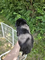 Bear, a male Pembroke Welsh Corgi and Poodle - Multi-Colored Standard for sale in Sparta, KY – 2 of 3