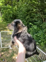 Quinn, a male Pembroke Welsh Corgi and Poodle - Multi-Colored Standard for sale in Sparta, KY – 2 of 4