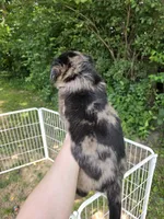 Mo, a male Pembroke Welsh Corgi and Poodle - Multi-Colored Standard for sale in Sparta, KY – 2 of 3