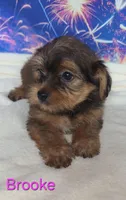 Brooke, a female Yorkshire Terrier and Poodle - Toy  for sale in Azle, TX – 3 of 3