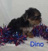Dino, a male Yorkshire Terrier for sale in Azle, TX – 3 of 3