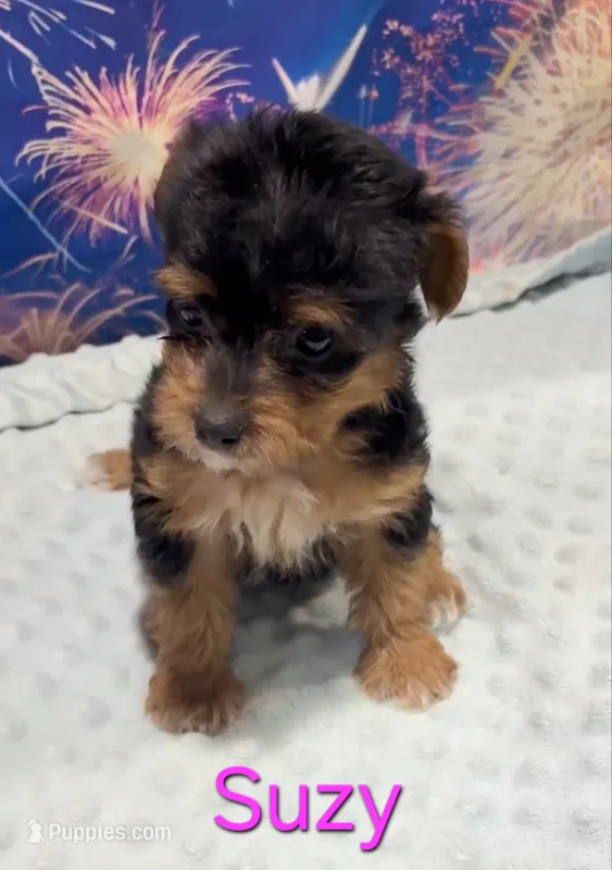 Suzy – Yorkipoo puppy for sale in Azle, TX