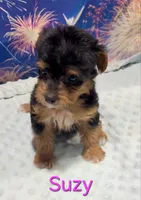 Suzy, a female Yorkipoo for sale in Azle, TX – 1 of 3