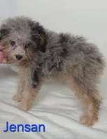 Jensan, a male Aussiedoodle for sale in Azle, TX – 3 of 3