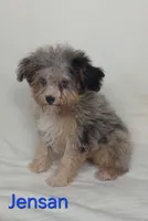 Jensan, a male Aussiedoodle for sale in Azle, TX – 1 of 3
