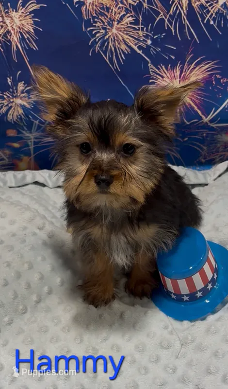 Hammy – Yorkshire Terrier puppy for sale in Azle, TX