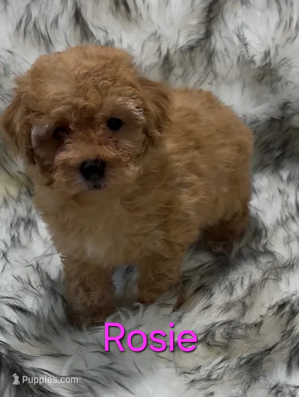 Rosie – Poodle - Miniature  puppy for sale in Azle, TX
