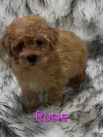 Rosie, a female Poodle - Miniature  for sale in Azle, TX – 1 of 3