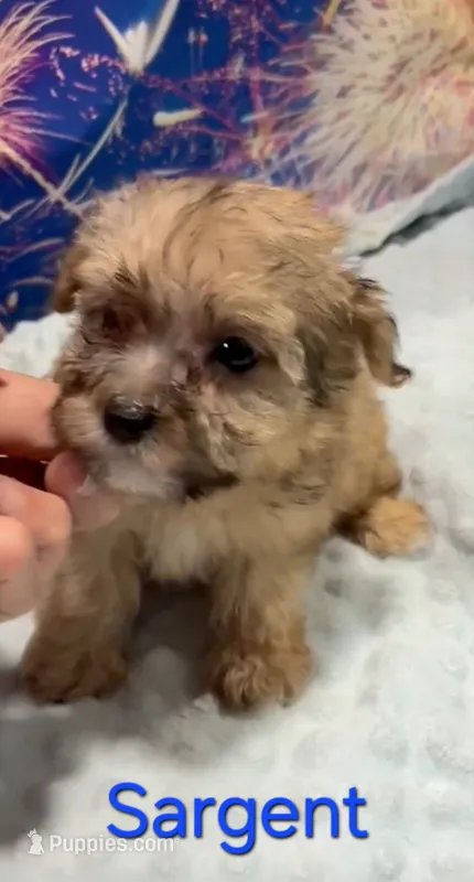 Sargent – Yorkipoo puppy for sale in Azle, TX