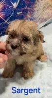 Sargent, a male Yorkipoo for sale in Azle, TX – 1 of 3