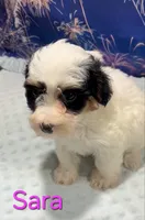Sara, a female Yorkipoo for sale in Azle, TX – 3 of 3