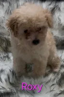 Roxy, a female Poodle - Miniature  for sale in Azle, TX – 2 of 3