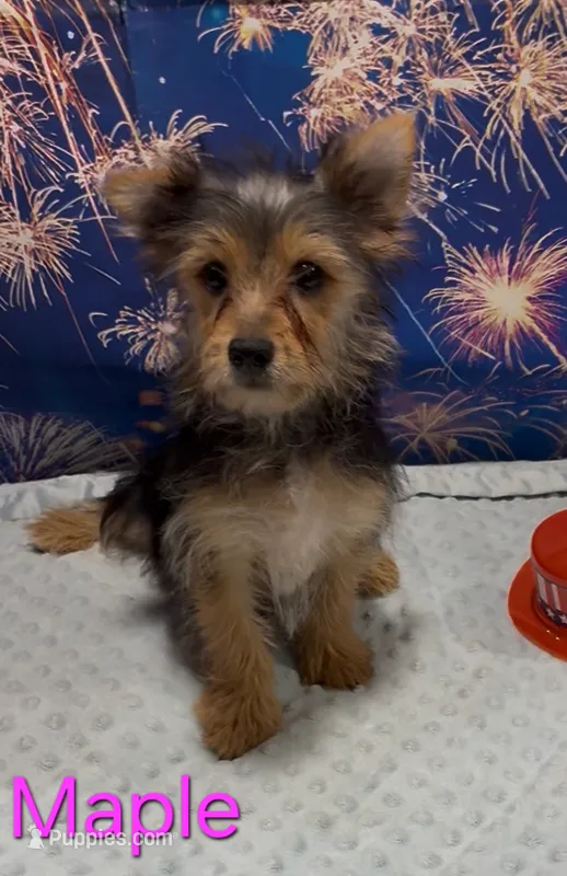 Maple – Yorkshire Terrier puppy for sale in Azle, TX