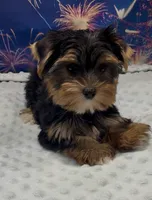 Pansy, a female Yorkshire Terrier for sale in Azle, TX – 4 of 4
