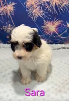 Sara, a female Yorkipoo for sale in Azle, TX – 2 of 3