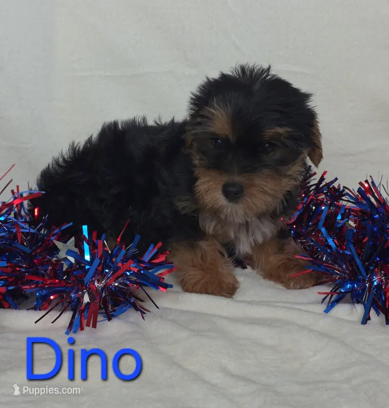 Dino – Yorkshire Terrier puppy for sale in Azle, TX