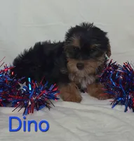 Dino, a male Yorkshire Terrier for sale in Azle, TX – 1 of 3