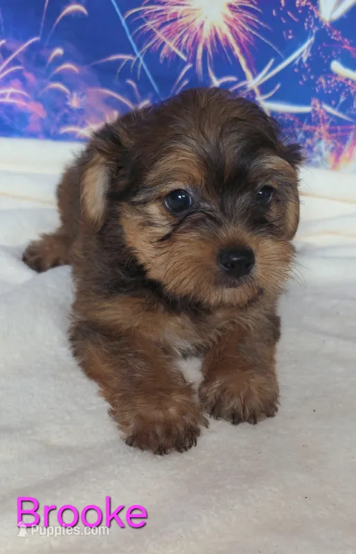 Brooke – Yorkshire Terrier, Poodle - Toy  puppy for sale in Azle, TX