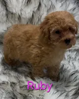 Ruby, a female Poodle - Miniature  for sale in Azle, TX – 2 of 3