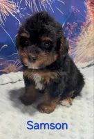 Samson, a male Yorkipoo for sale in Azle, TX – 2 of 3