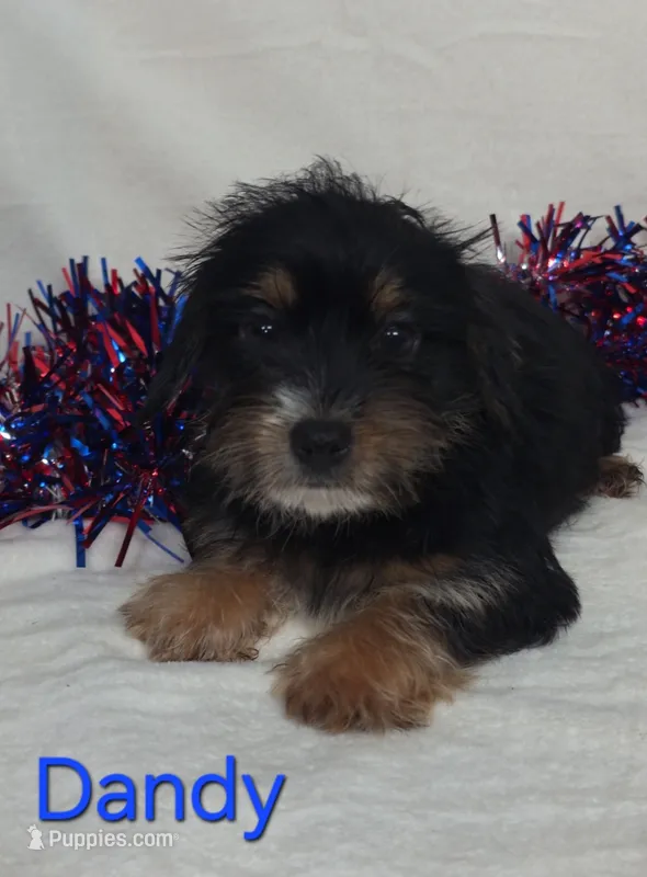 Dandy – Yorkshire Terrier puppy for sale in Azle, TX