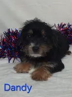 Dandy, a male Yorkshire Terrier for sale in Azle, TX – 1 of 3