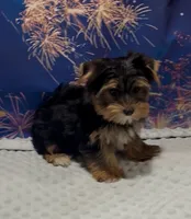 Pansy, a female Yorkshire Terrier for sale in Azle, TX – 3 of 4