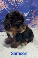 Samson, a male Yorkipoo for sale in Azle, TX – 1 of 3