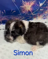 Simon, a male Yorkipoo for sale in Azle, TX – 2 of 3
