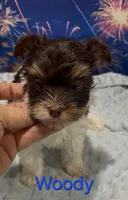 Woody, a male Yorkshire Terrier for sale in Azle, TX – 3 of 3