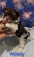 Woody, a male Yorkshire Terrier for sale in Azle, TX – 2 of 3