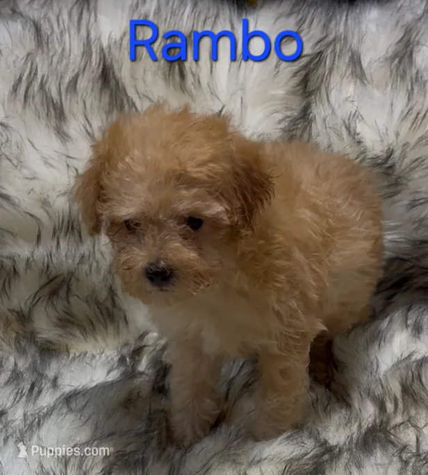 Rambo – Poodle - Miniature  puppy for sale in Azle, TX