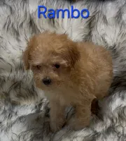 Rambo, a male Poodle - Miniature  for sale in Azle, TX – 1 of 1