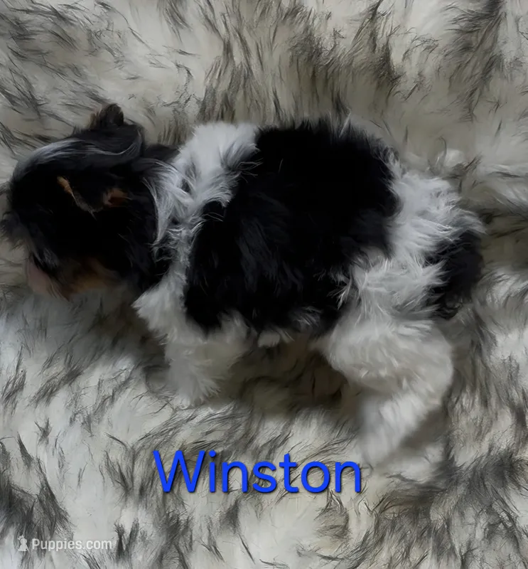 Winston – Yorkshire Terrier puppy for sale in Azle, TX