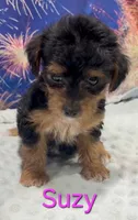 Suzy, a female Yorkipoo for sale in Azle, TX – 3 of 3