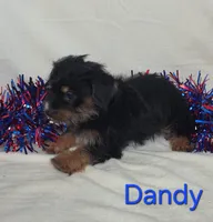 Dandy, a male Yorkshire Terrier for sale in Azle, TX – 2 of 3