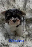 Winston, a male Yorkshire Terrier for sale in Azle, TX – 2 of 2