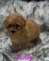Ruby, a female Poodle - Miniature  for sale in Azle, TX – 1 of 3