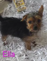 Ella, a female Yorkshire Terrier for sale in Azle, TX – 3 of 3