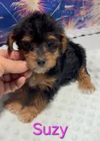 Suzy, a female Yorkipoo for sale in Azle, TX – 2 of 3