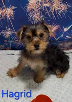 Hagrid, a male Yorkshire Terrier for sale in Azle, TX – 1 of 2