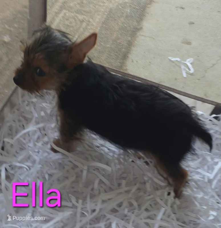Ella – Yorkshire Terrier puppy for sale in Azle, TX