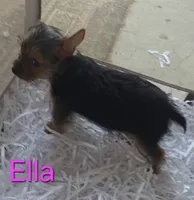 Ella, a female Yorkshire Terrier for sale in Azle, TX – 1 of 3