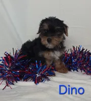 Dino, a male Yorkshire Terrier for sale in Azle, TX – 2 of 3