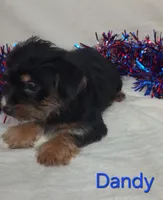 Dandy, a male Yorkshire Terrier for sale in Azle, TX – 3 of 3