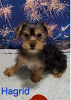 Hagrid, a male Yorkshire Terrier for sale in Azle, TX – 2 of 2