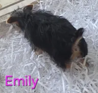 Emily, a female Yorkshire Terrier for sale in Azle, TX – 3 of 3