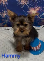 Hammy, a male Yorkshire Terrier for sale in Azle, TX – 2 of 2