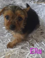 Ella, a female Yorkshire Terrier for sale in Azle, TX – 2 of 3