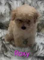 Roxy, a female Poodle - Miniature  for sale in Azle, TX – 3 of 3